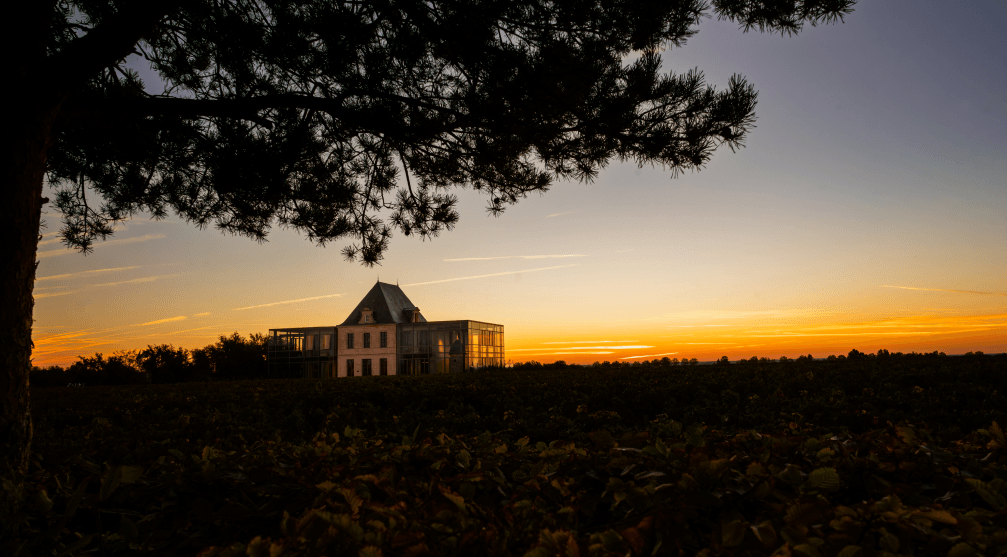 La sélection massale et la préservation du patrimoine viticole - Chateau Pedesclaux